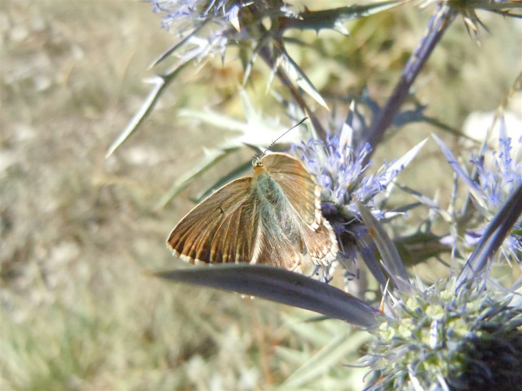 Ancora Polyommatus coridon? - Si